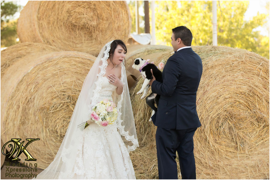 groom gives bride a puppy during El Paso ranch wedding.